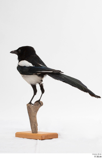 Common magpie Pica pica whole body 0009.jpg